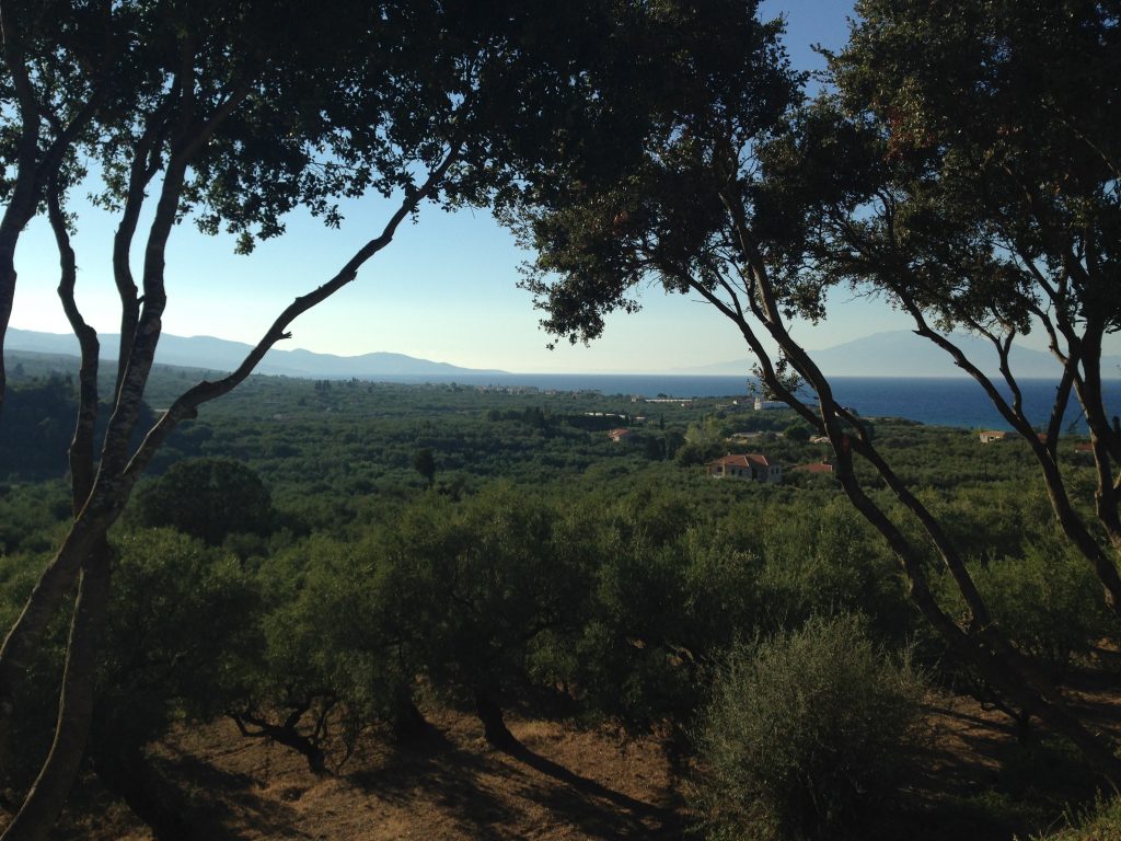 views across olive trees