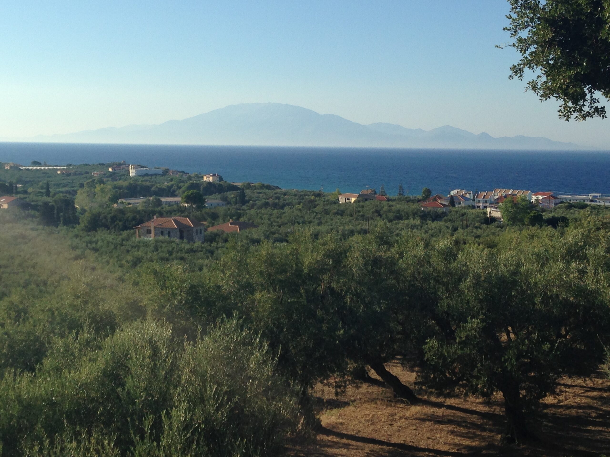 views across olive trees and the sea