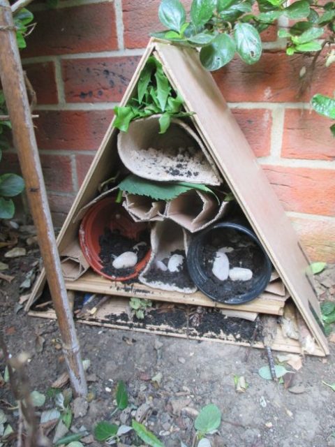 DIY: Building a Bughouse – Emma Reed