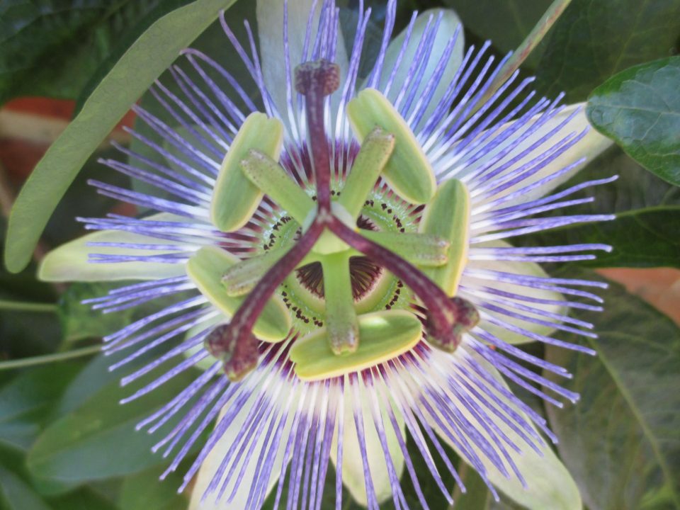 passionflower head