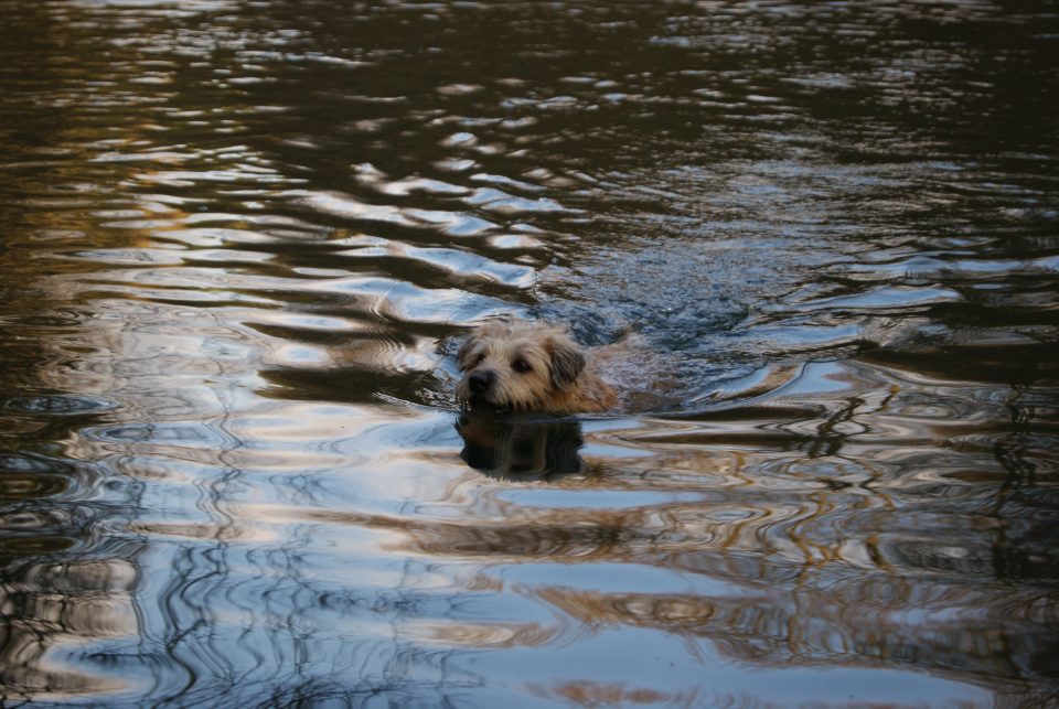 Molly swimming