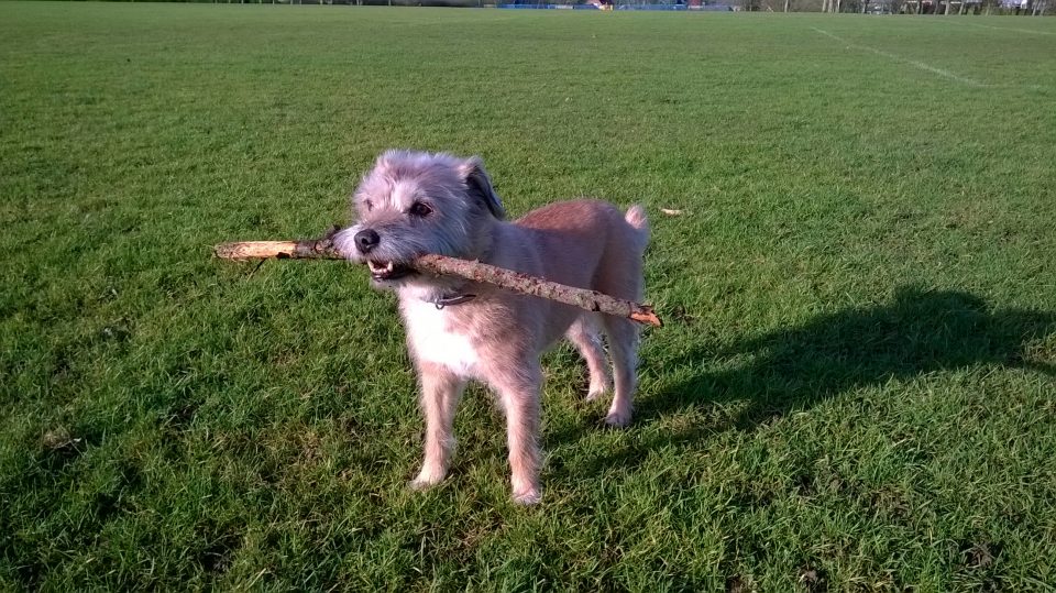 Molly with a stick in her mouth