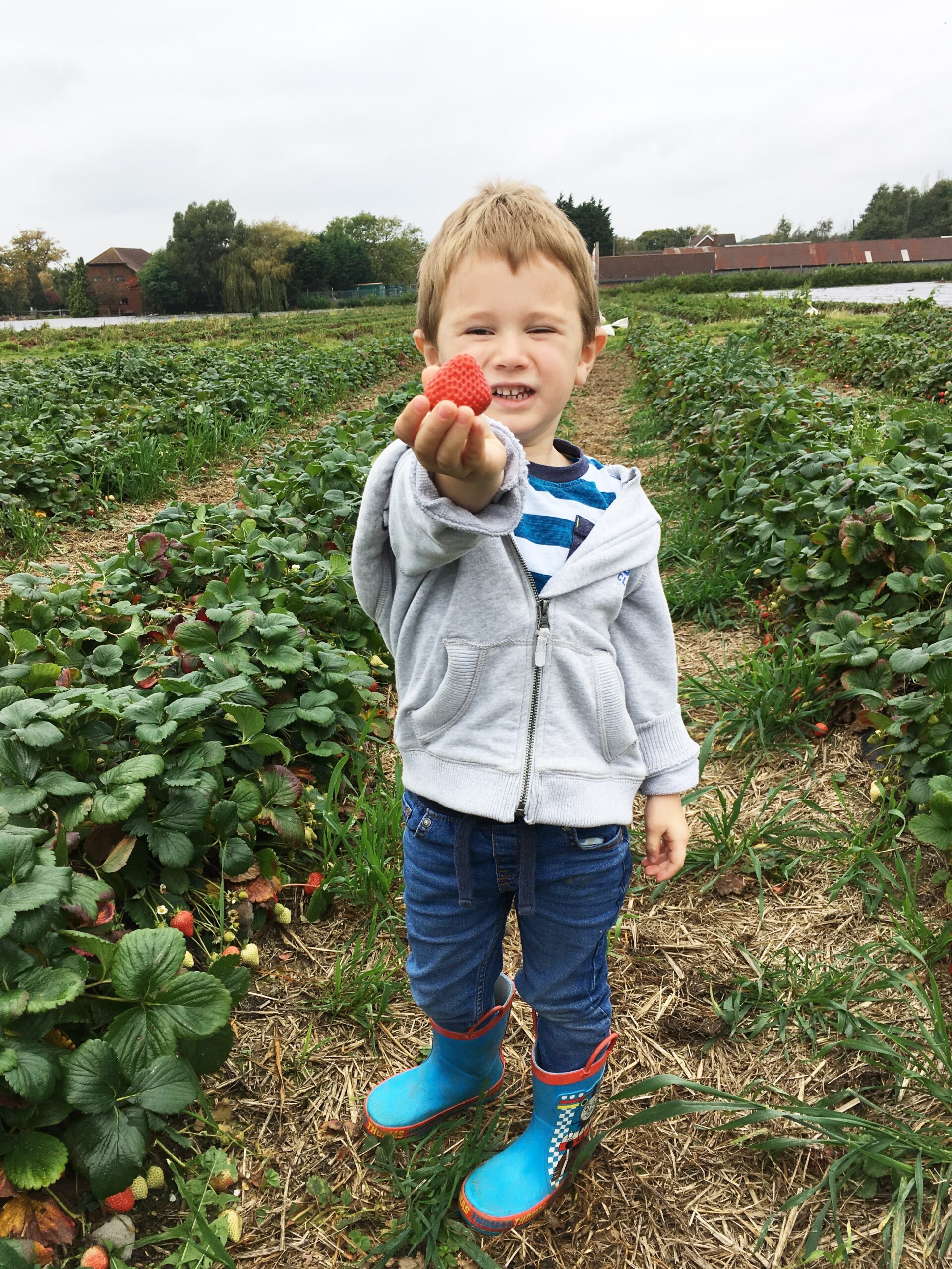 strawberry picking