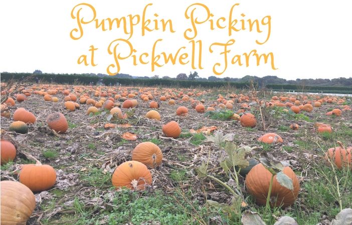 pumpkin picking at pickwell farm