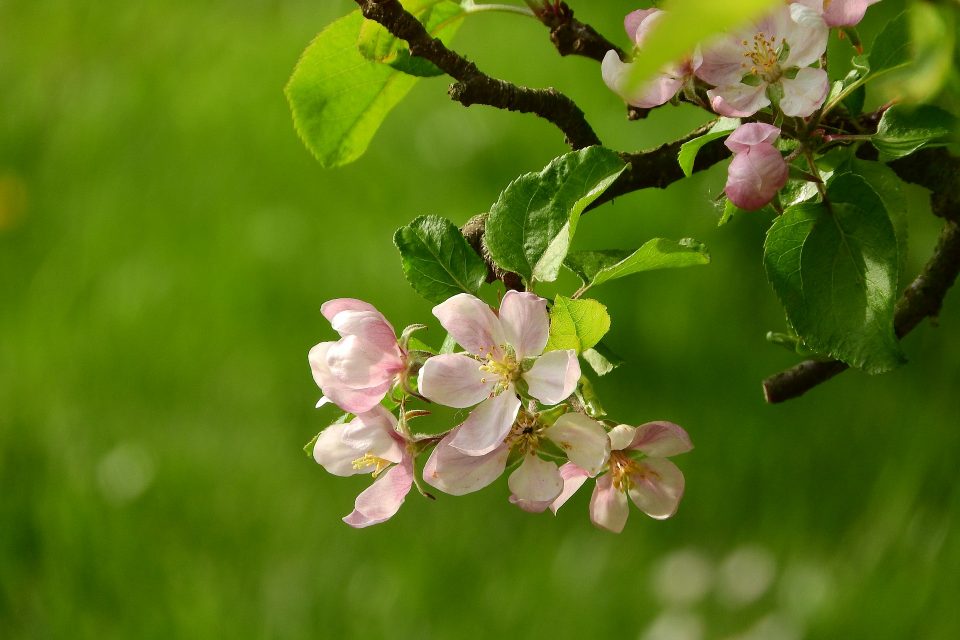 blossom on a tree