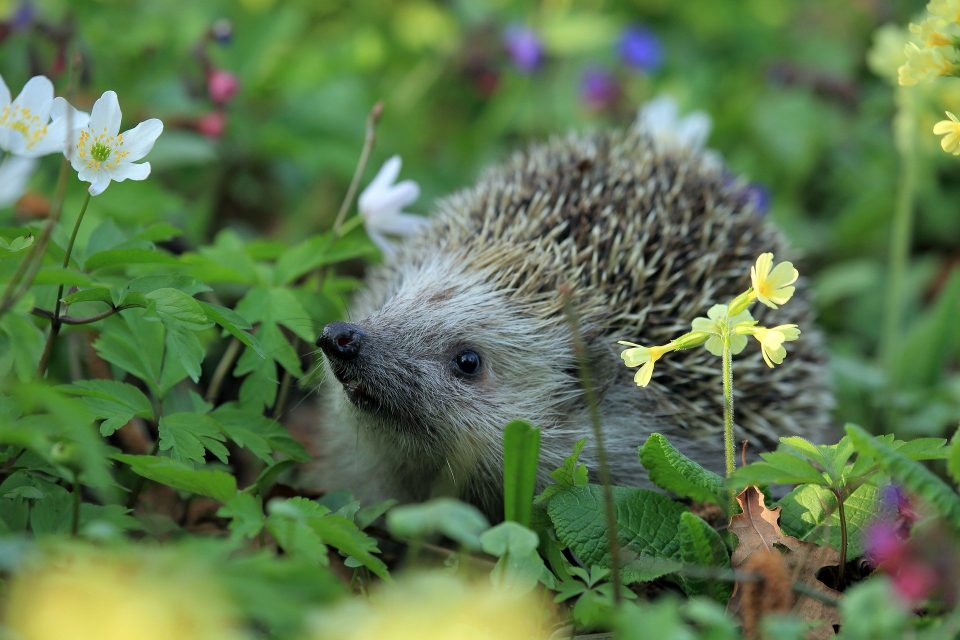 hedgehog in a wildflower meadow