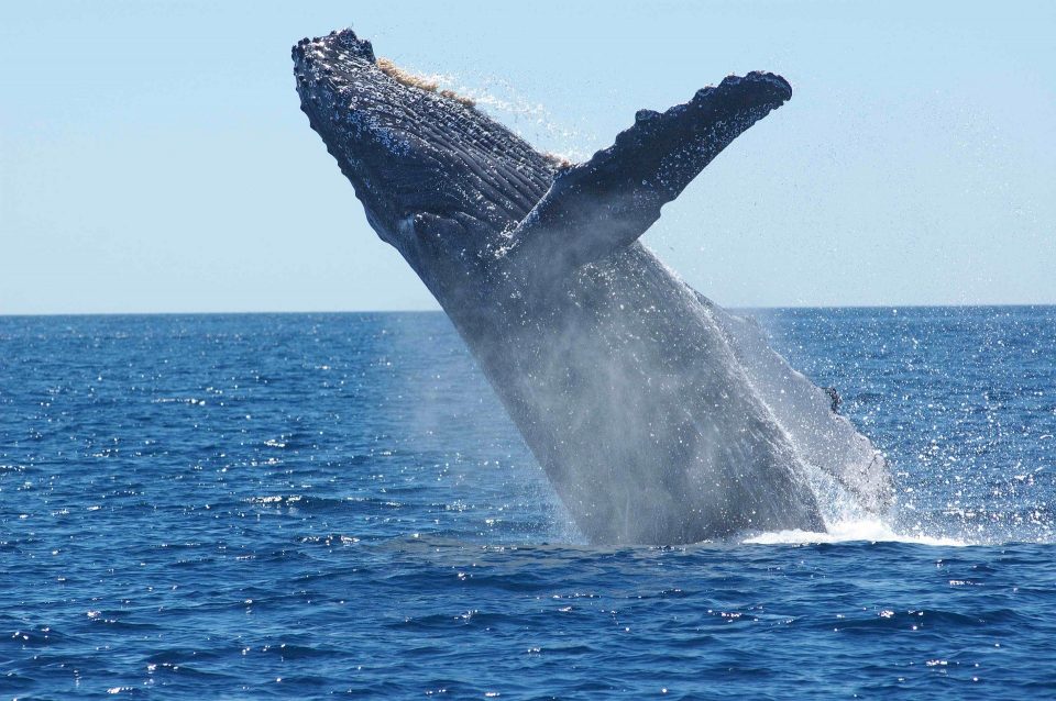 a humpback whale launching out of the sea
