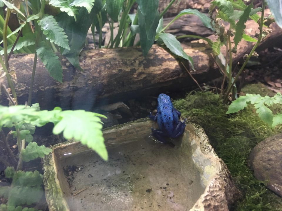 blue poison dart frog