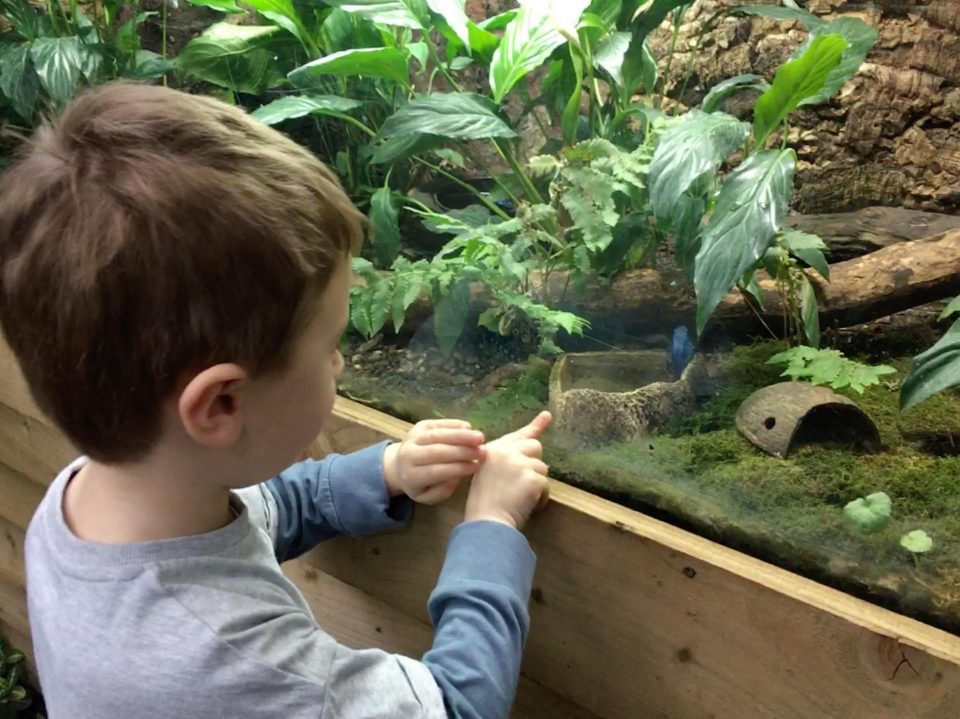 boy pointing at poison dart frog