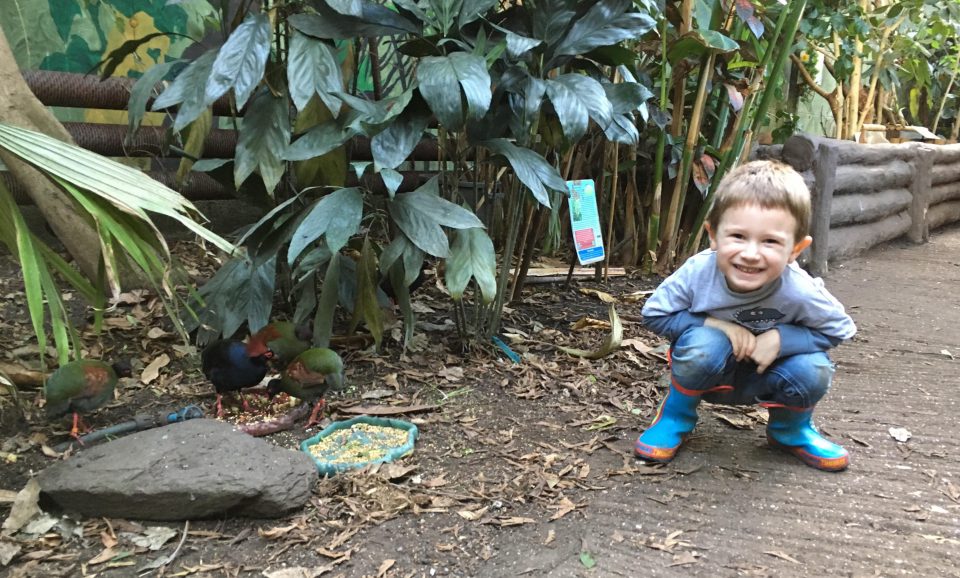 Jake crouched down next to birds in living rainforest