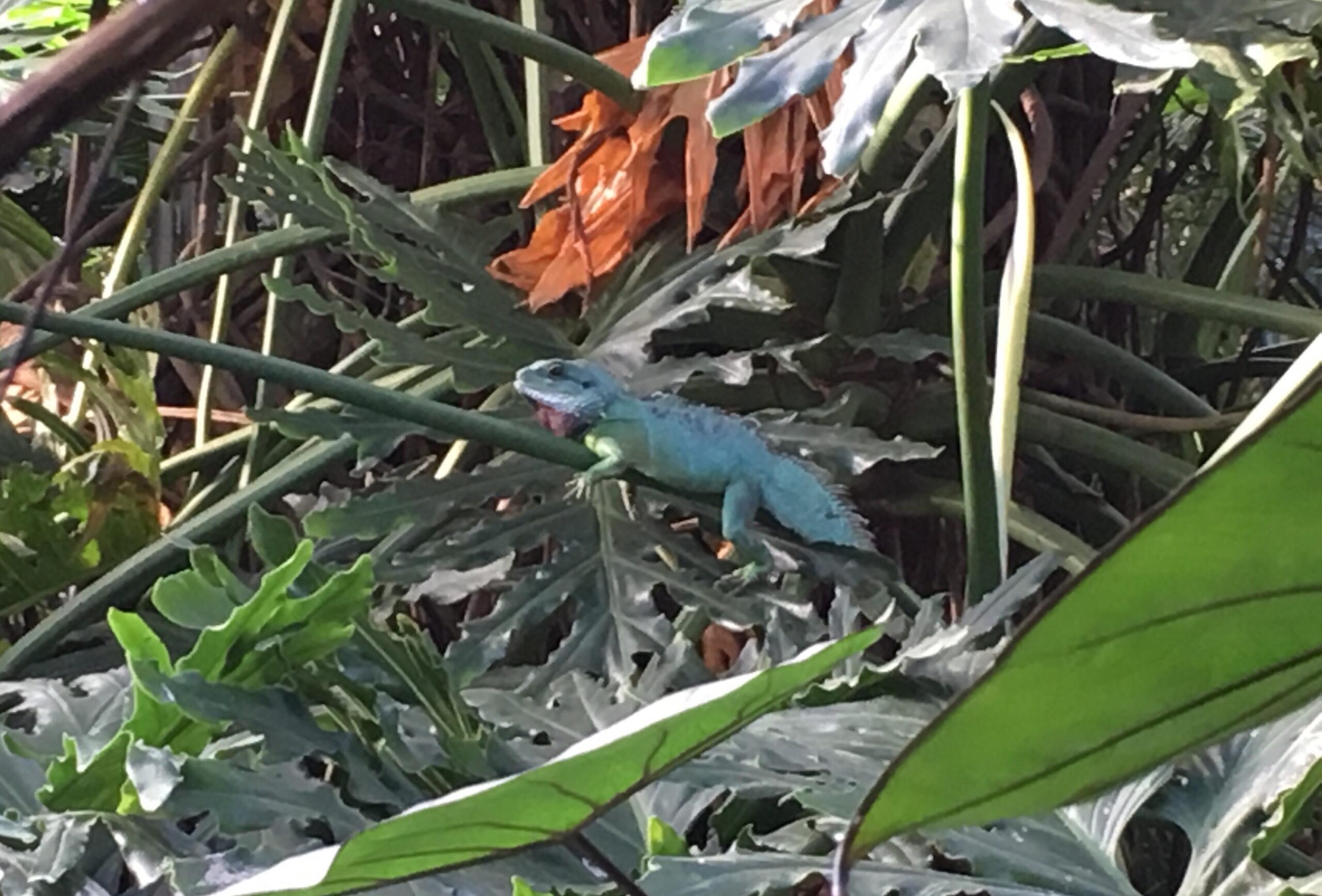 lizard in living rainforest