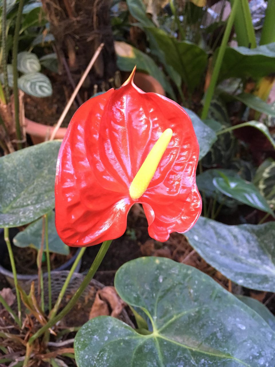 red flower