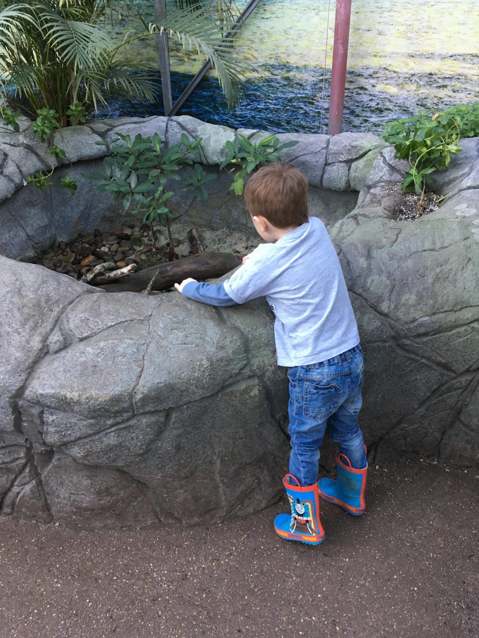 boy looking into a water enclosure