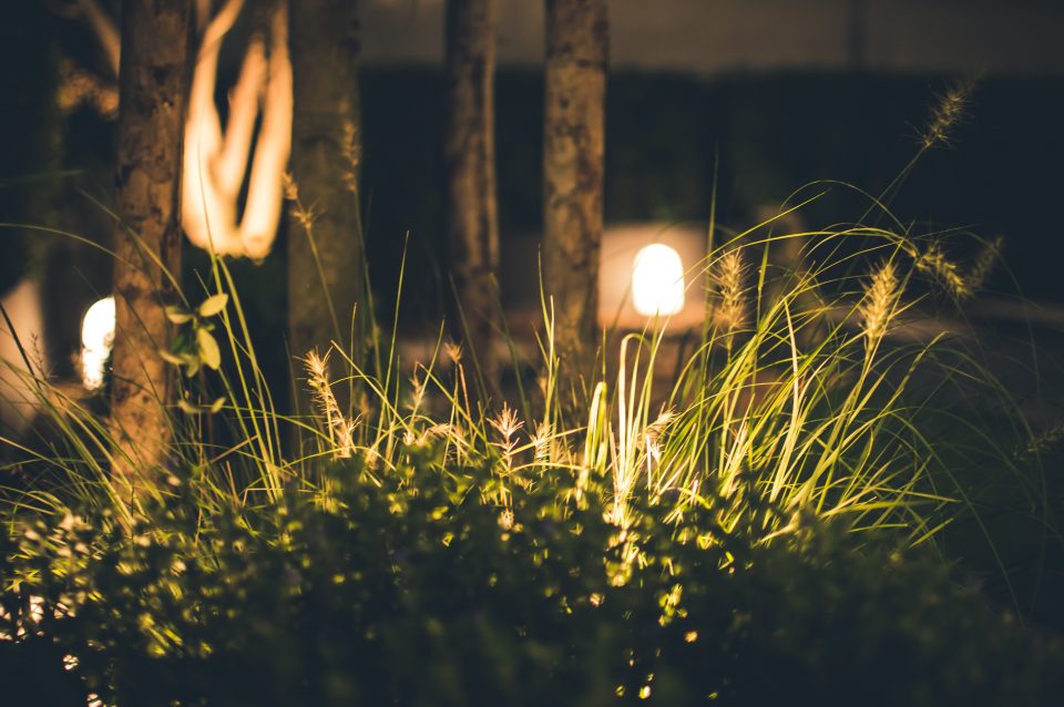 garden at night with lights