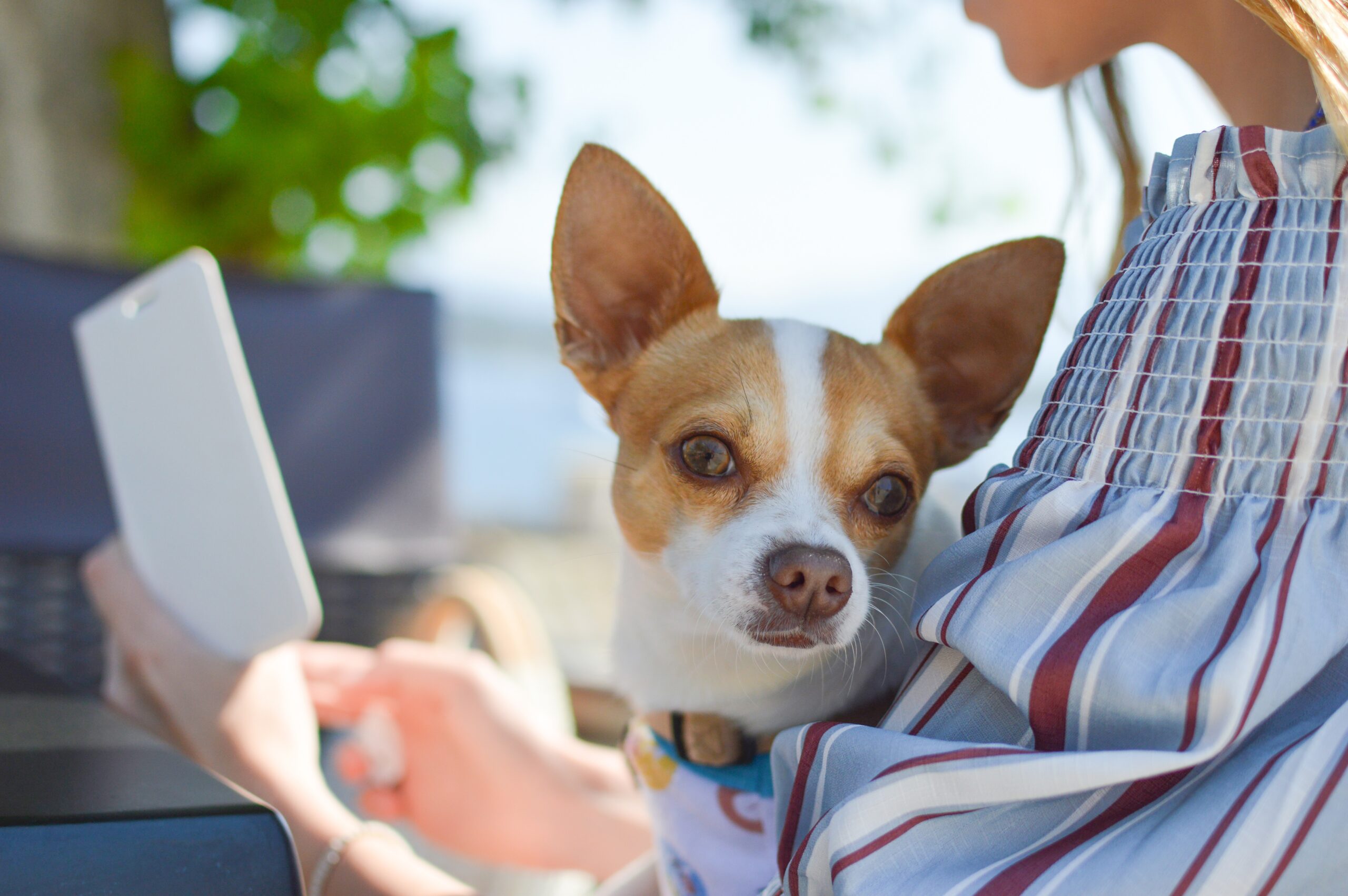 dog on ladies lap