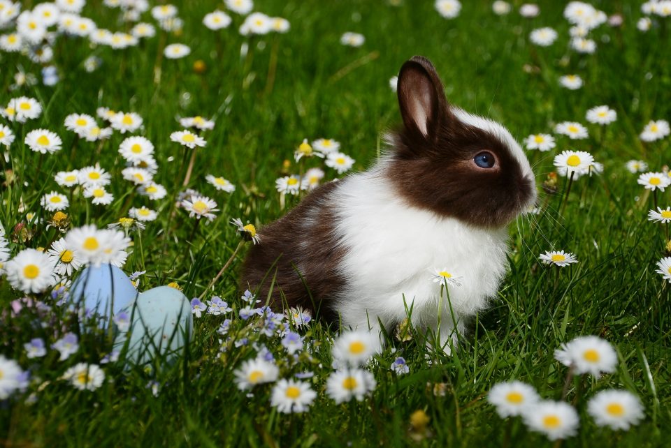 bunny rabbit in a field