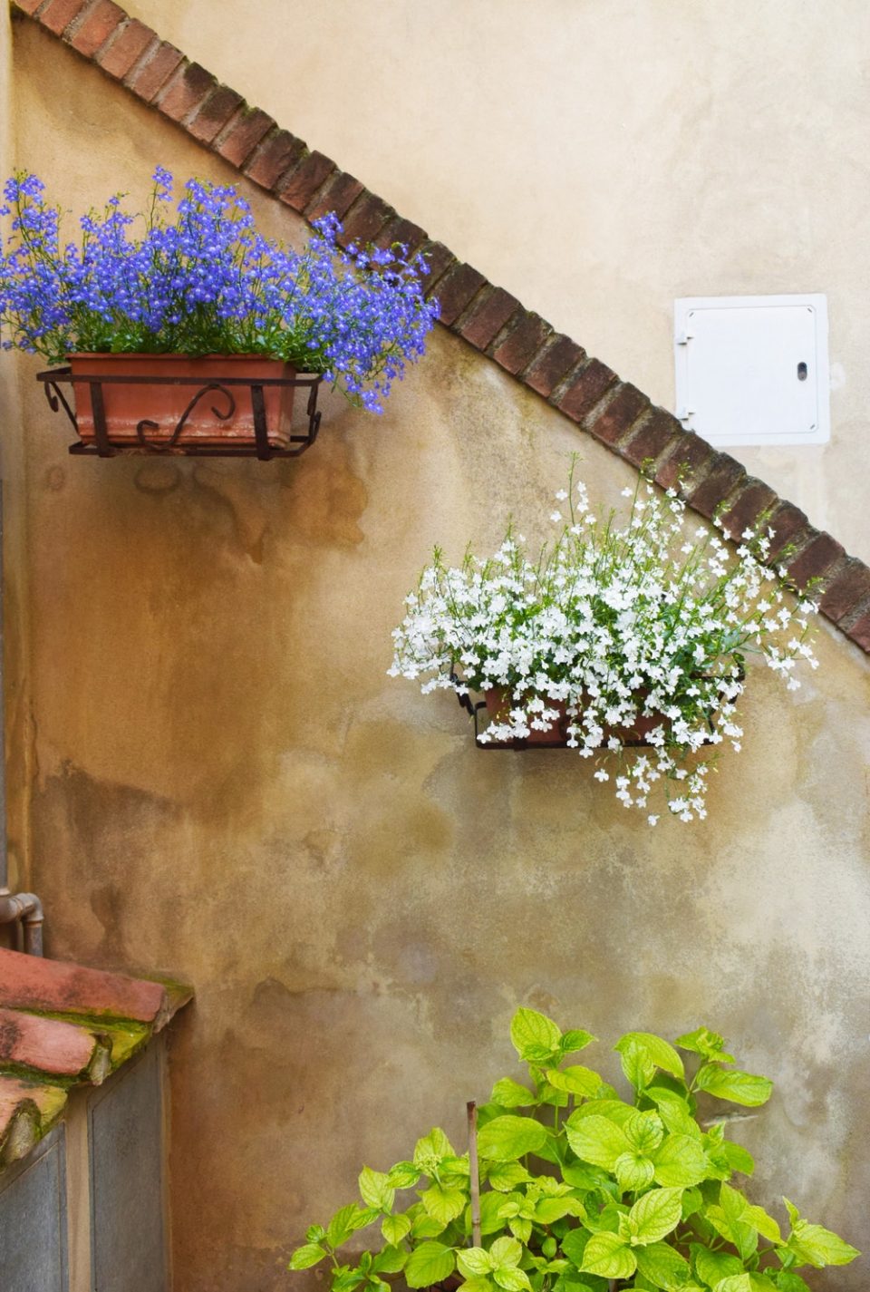 flowers on a wall