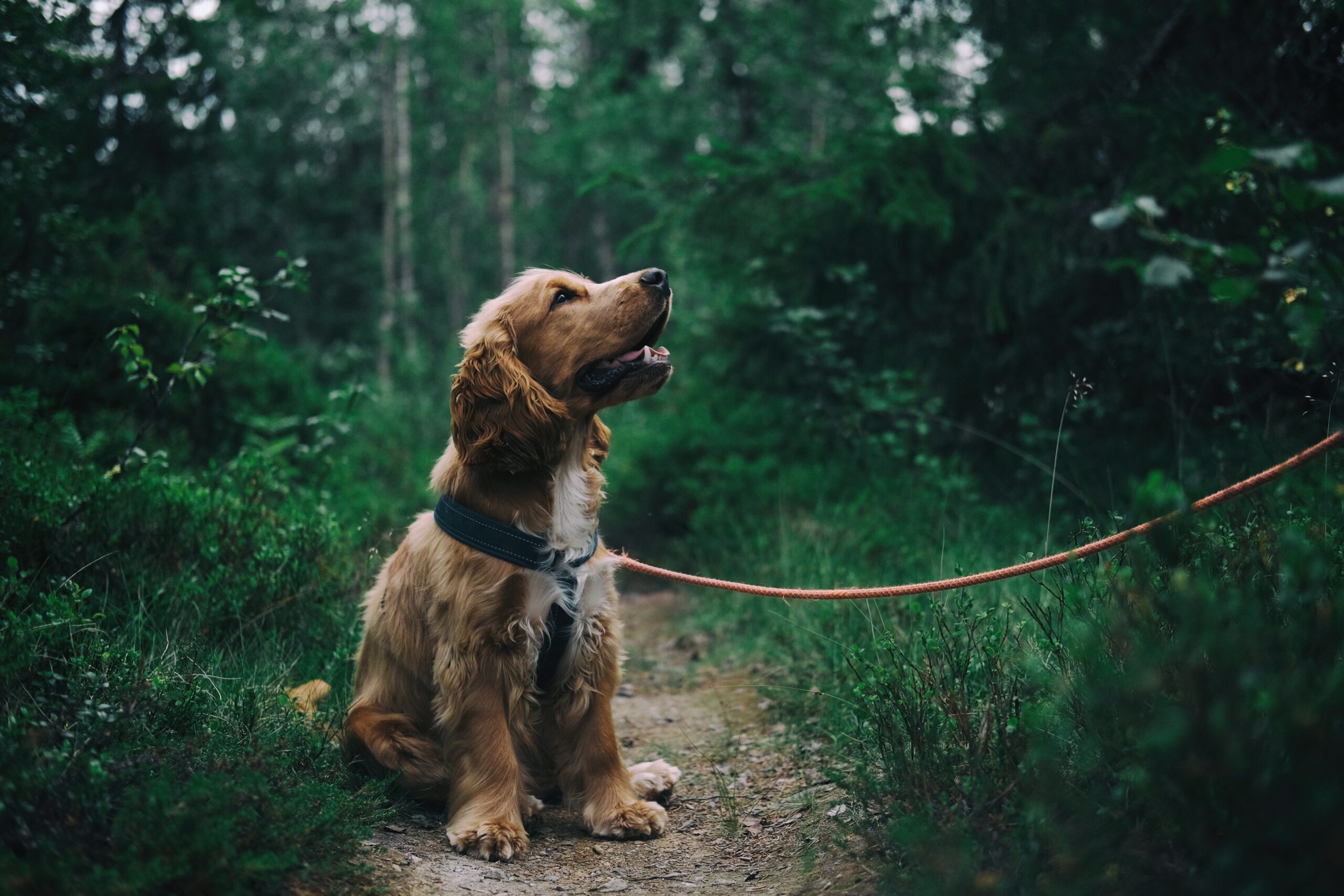 cocker spaniel dog on a lead