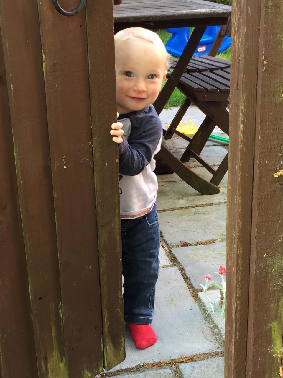 William peeking from behind the wooden garden gate