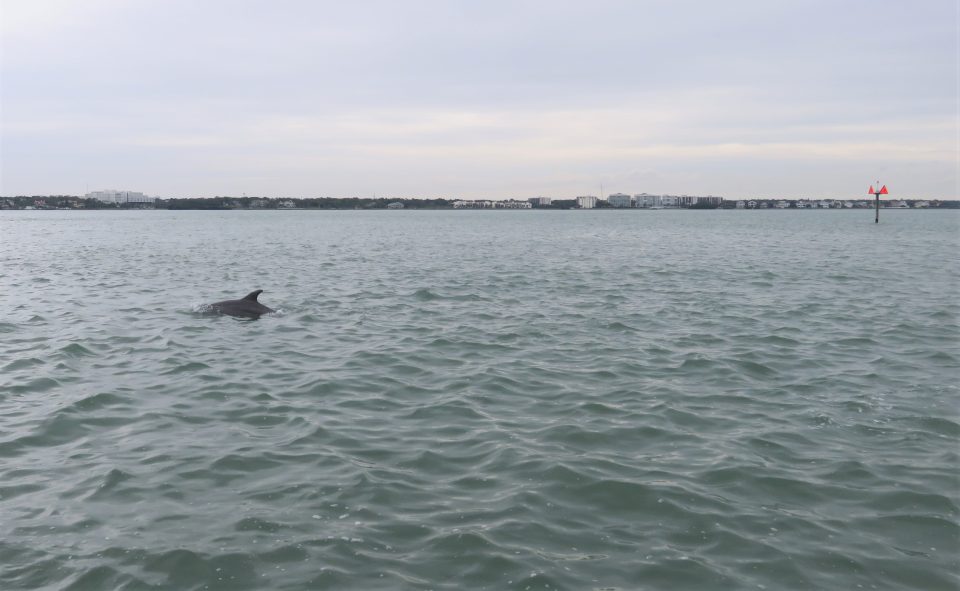 dolphin popping up in the water