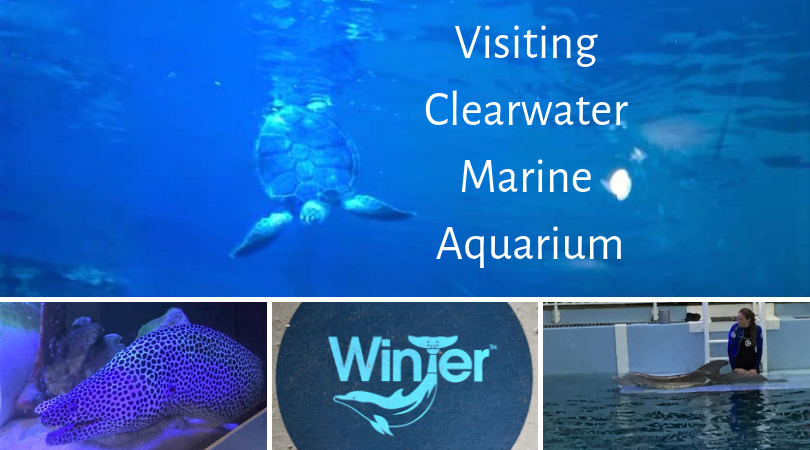 visting clearwater marine aquarium written over a photo of a turtle with 3 more images below of an eel, of winter's symbol and winter herself