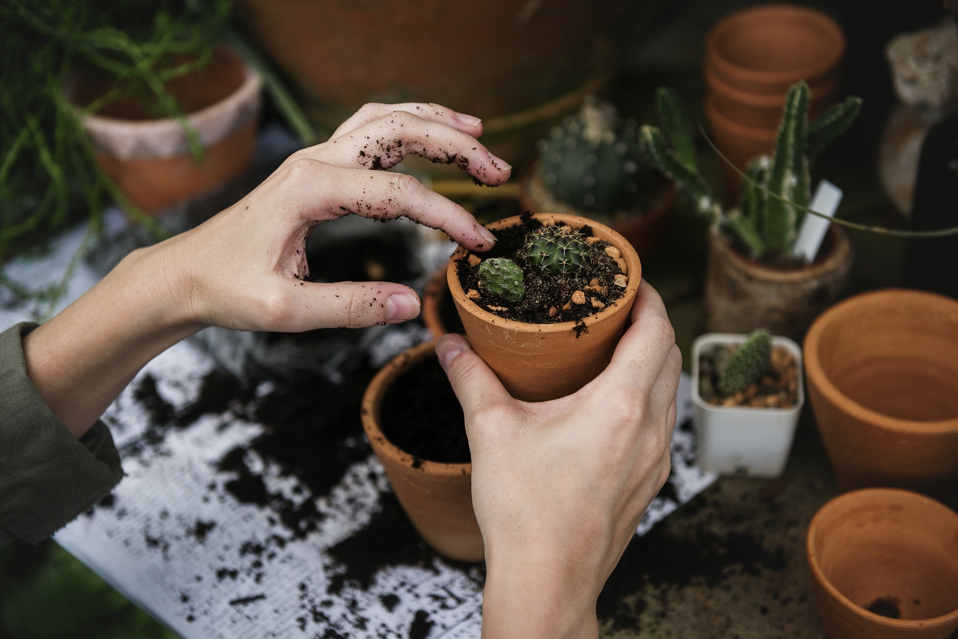 lady's hands planting a pot plant