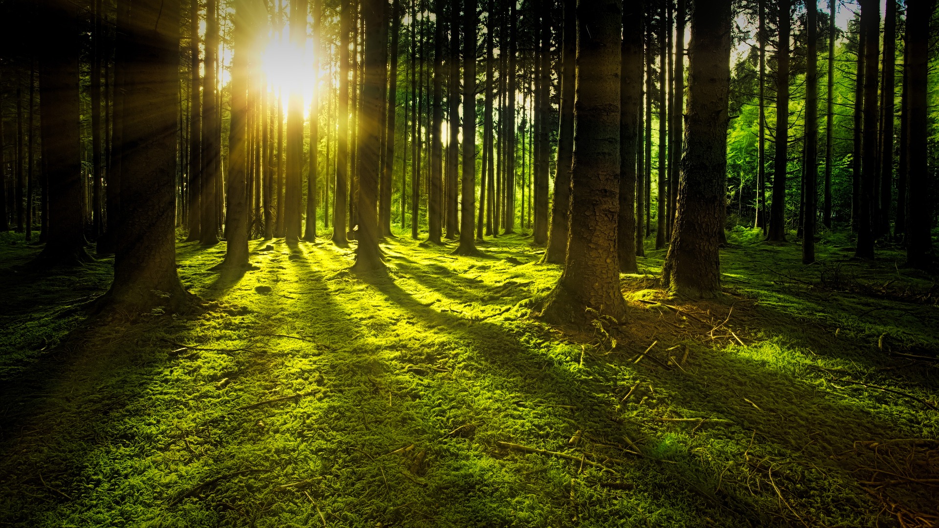 green grass and trees with the light shining through