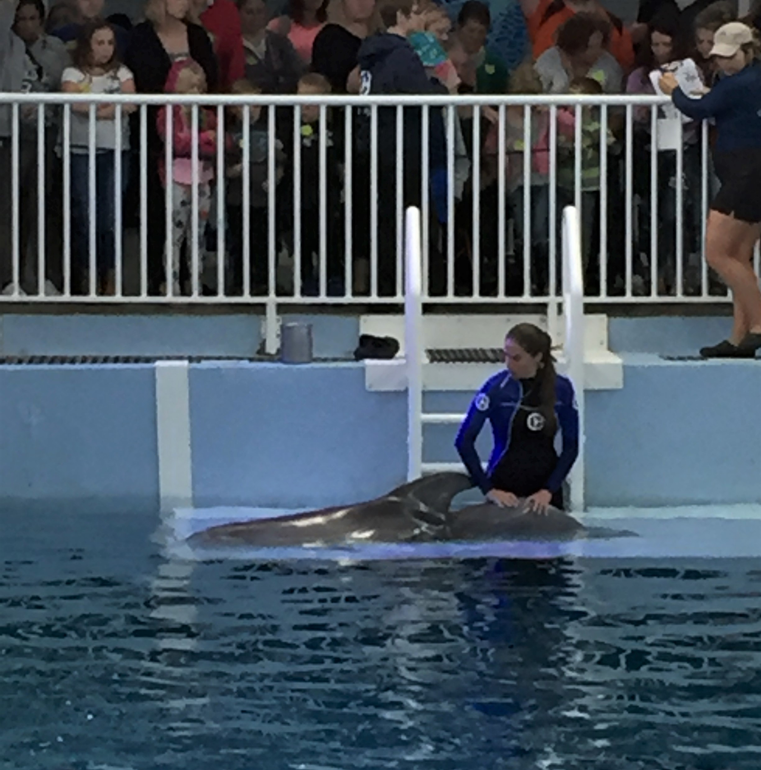 winter the dolphin having physiotherapy on her back