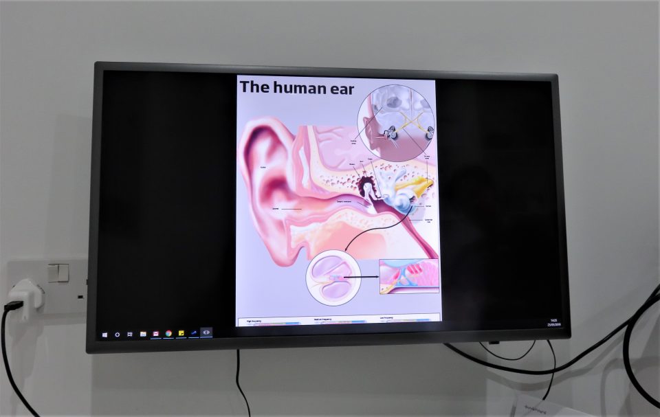 screen of the human ear