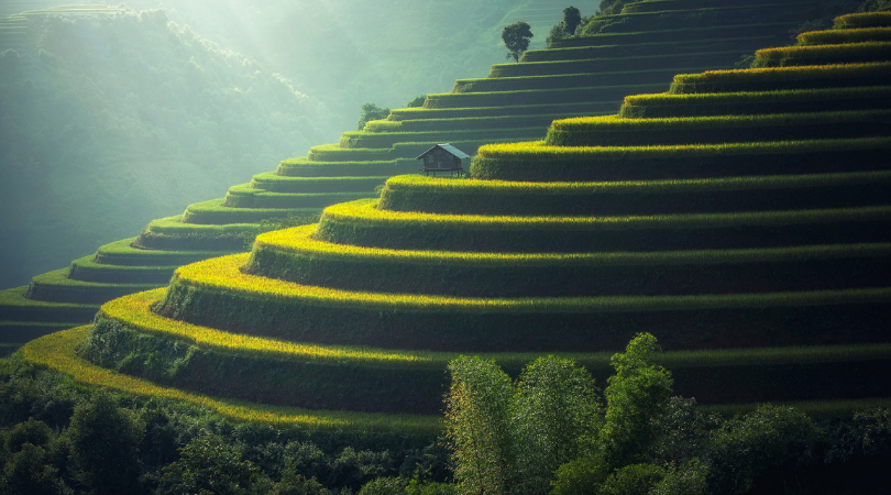 rice terraces natural wonders of Bali