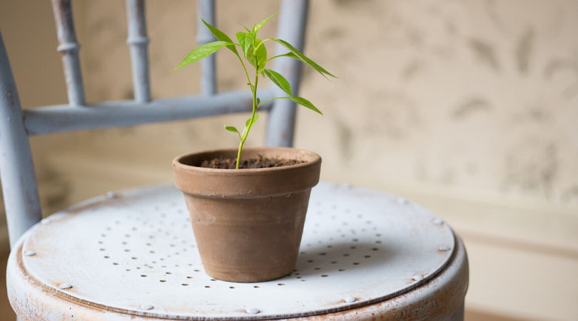 plant in a terracotta pot sat on a chair