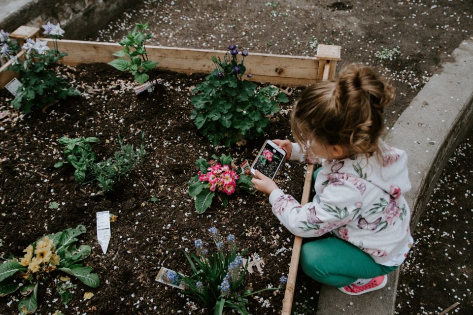 little girl gardening