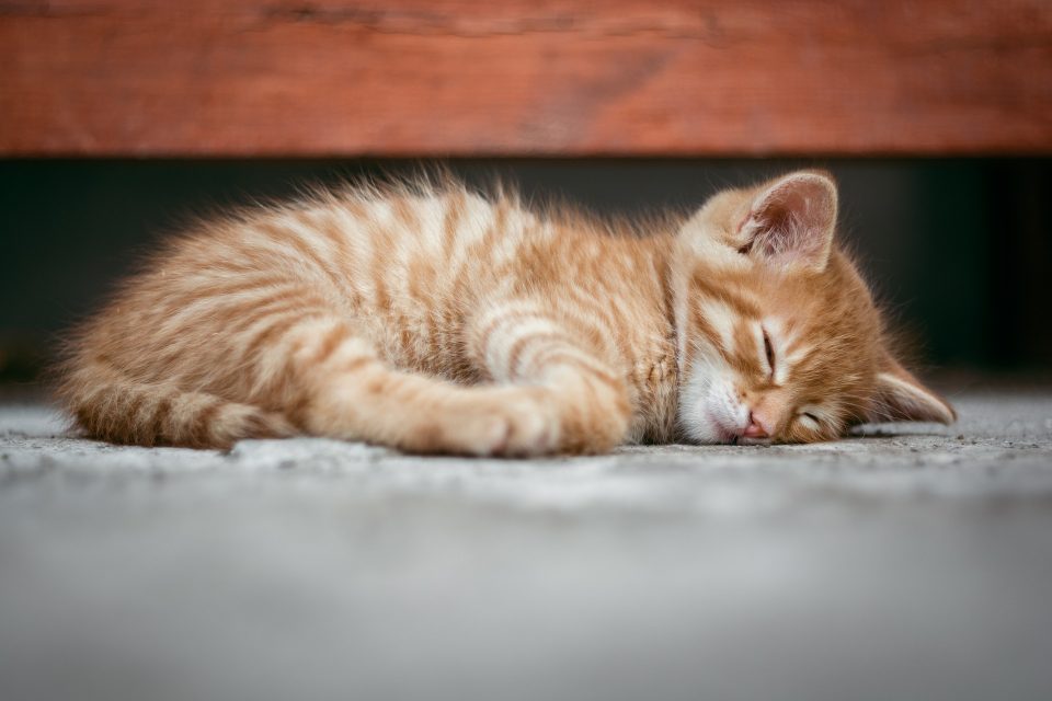 cute ginger kitten