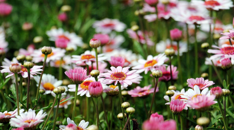 pretty pink and white flowers