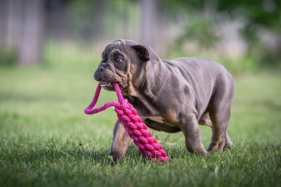 Bulldog with toy in its mouth