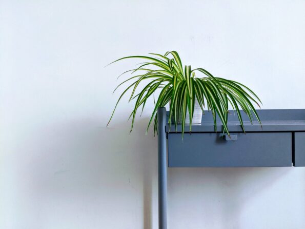 a spider plant on a table 