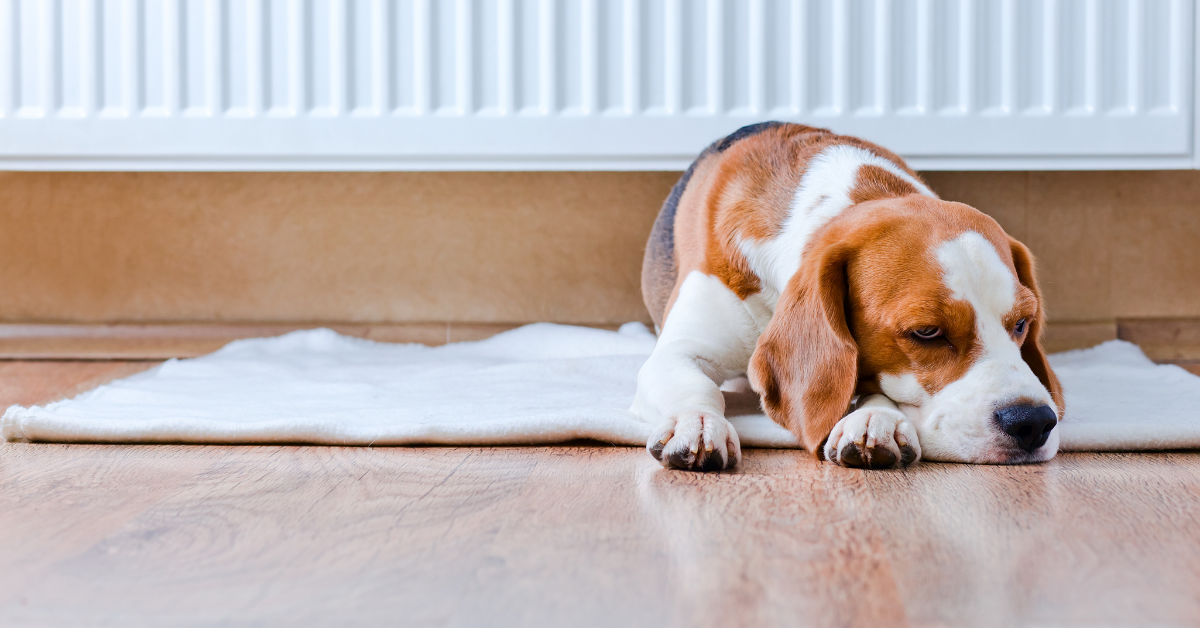 beagle dog laying by a radiator