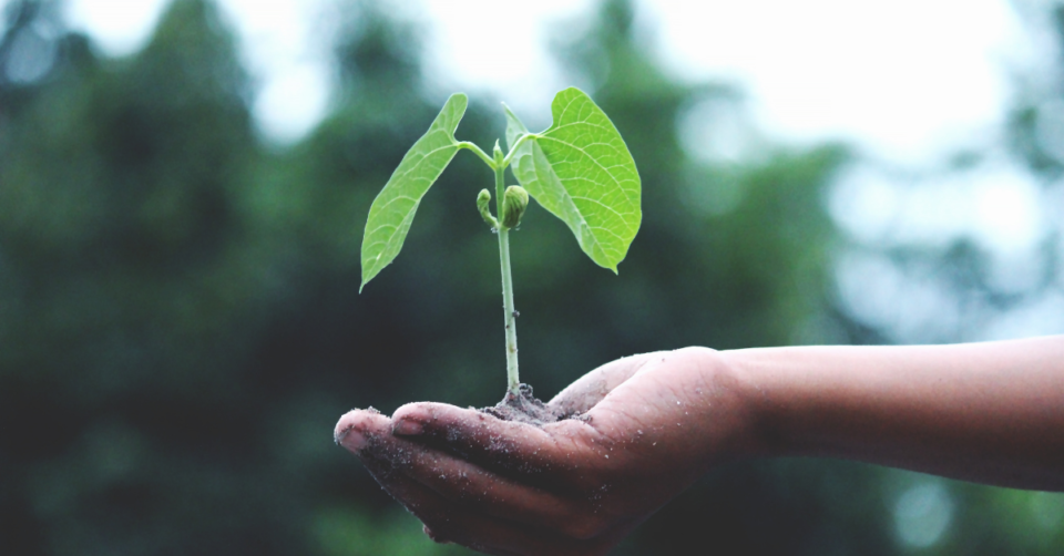 a hand holding a plant