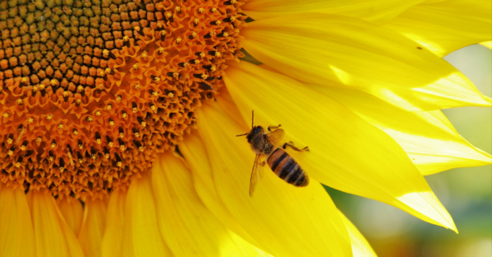 bee on a sunflower