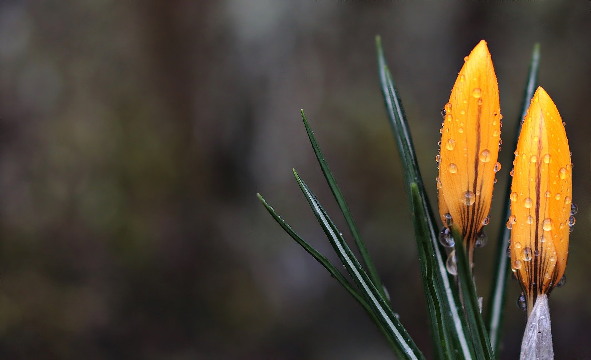 crocuses with water droplets on them