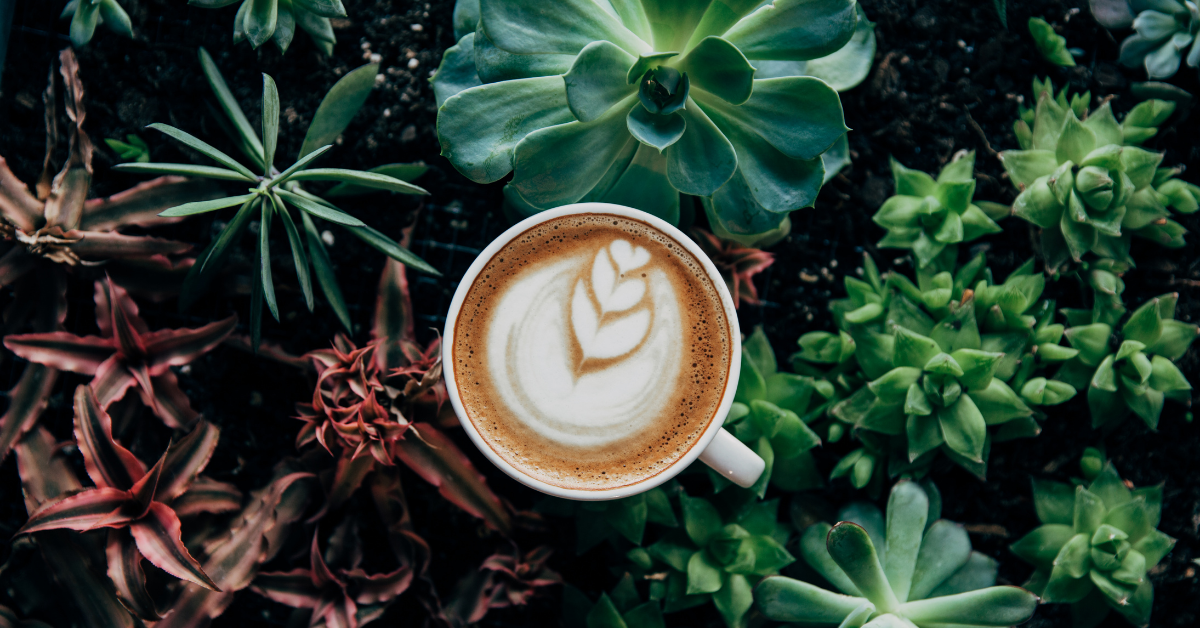 cup of coffee amongst some green plants