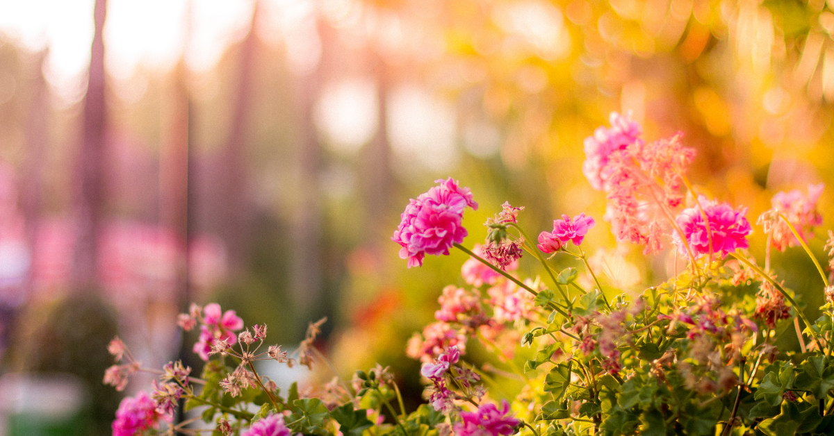 a garden of flowers