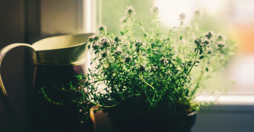 house plant and jug on a window sill