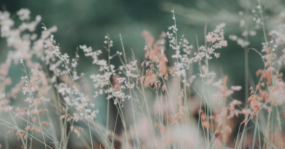 links page- a meadow