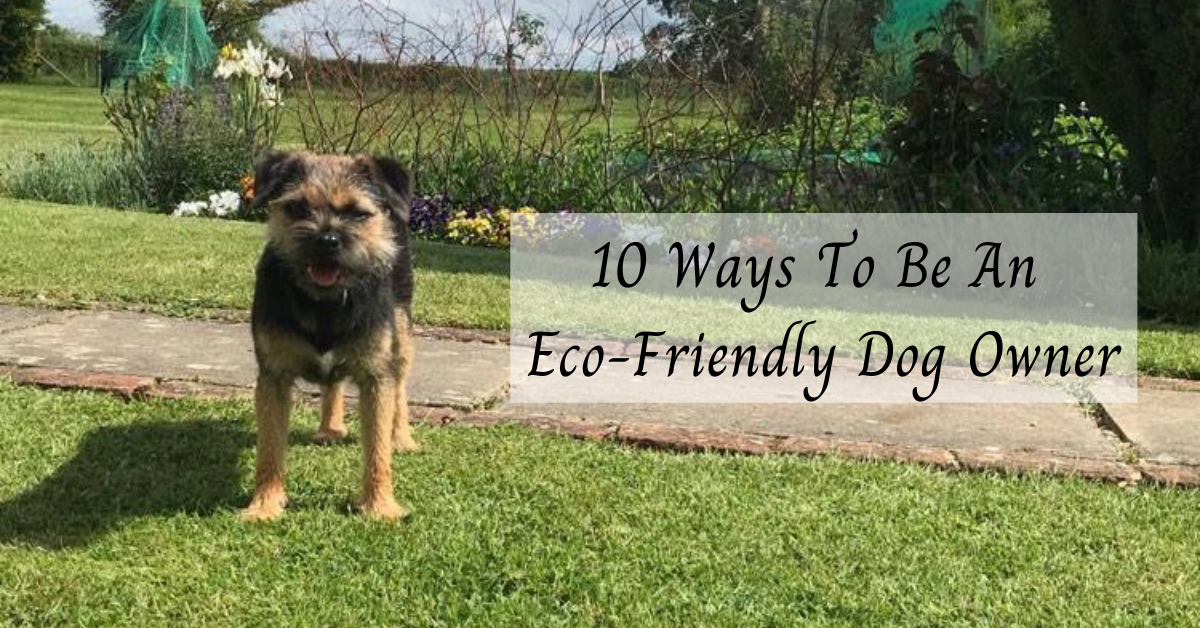 10 Ways To Be An Eco-Friendly Dog Owner