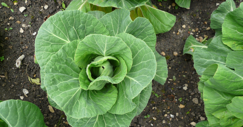 cabbage