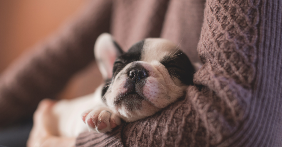 puppy in arms