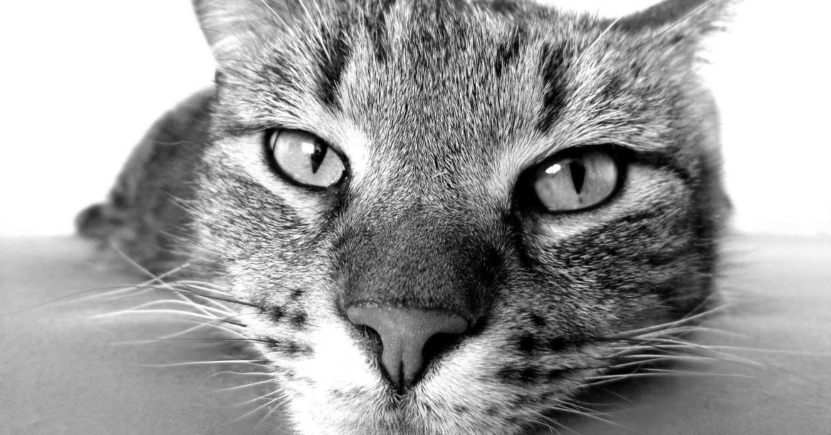 cats face in black and white