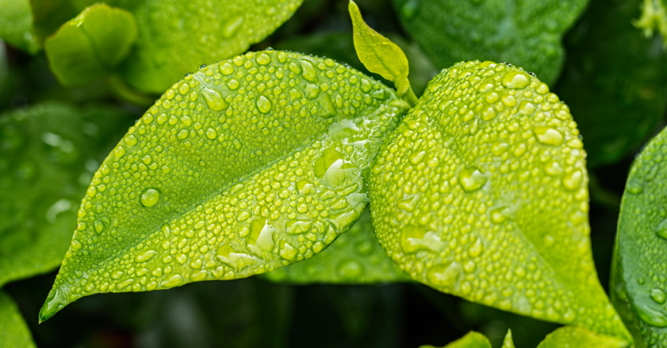 dewy leaves