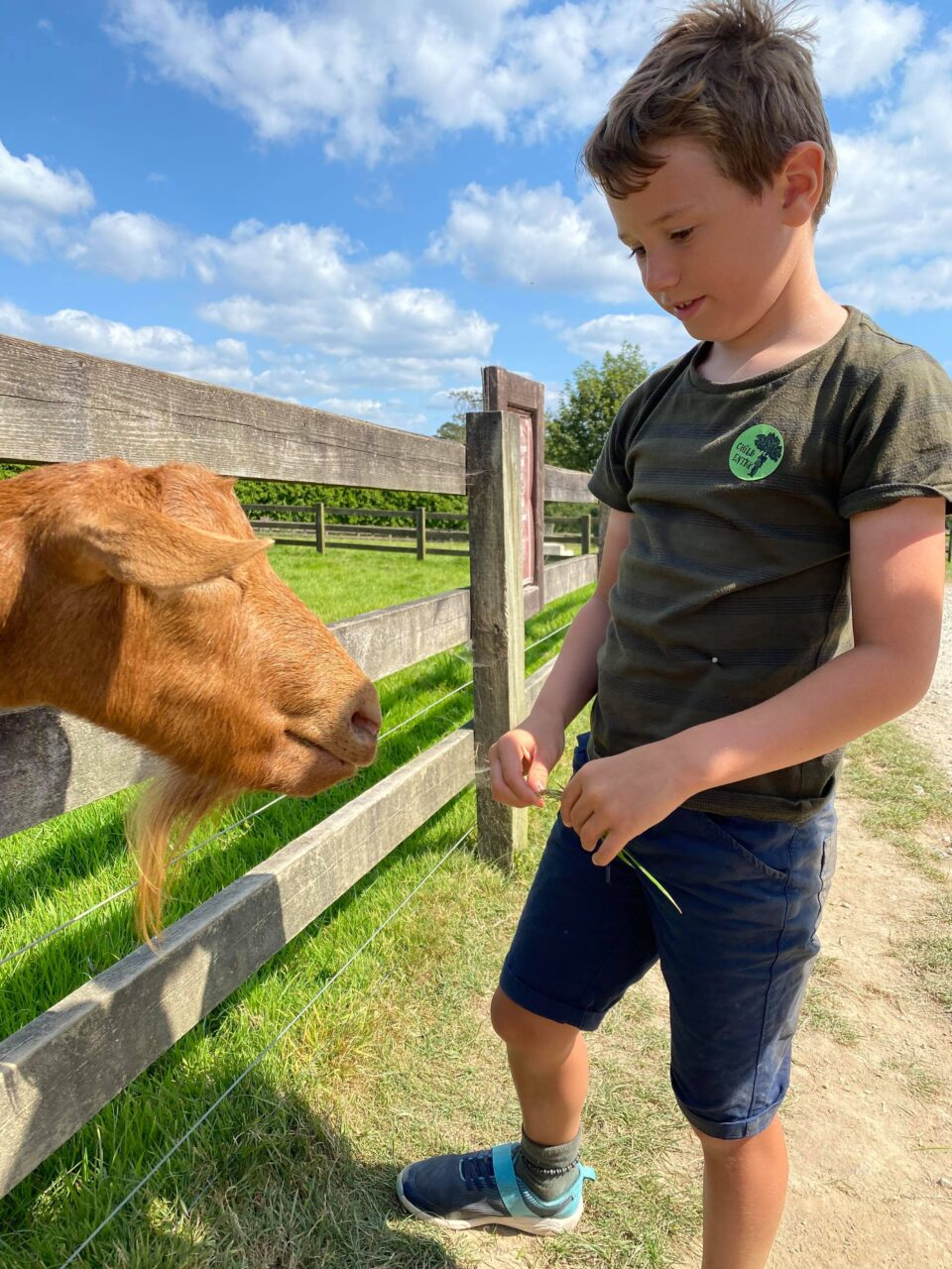 feeding the goat